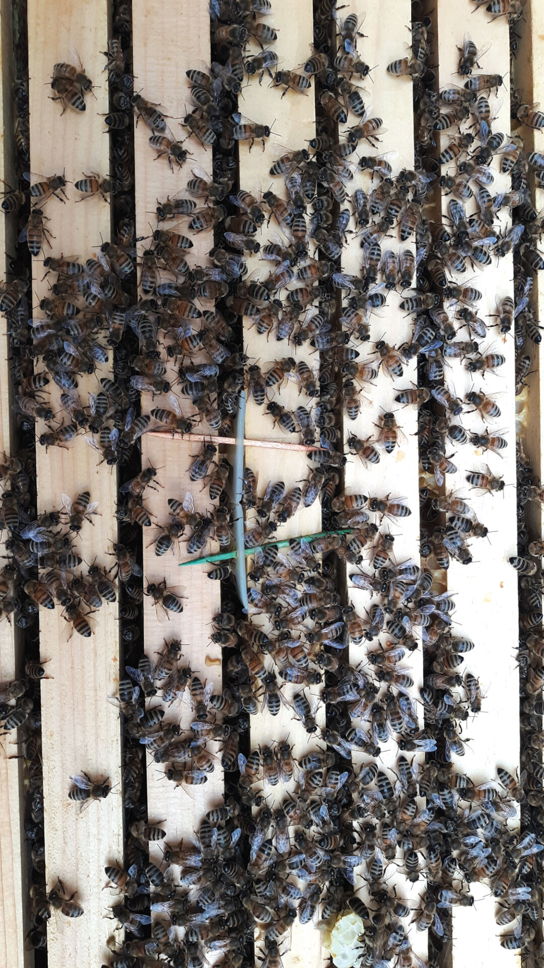 Inside My Hive.jpg